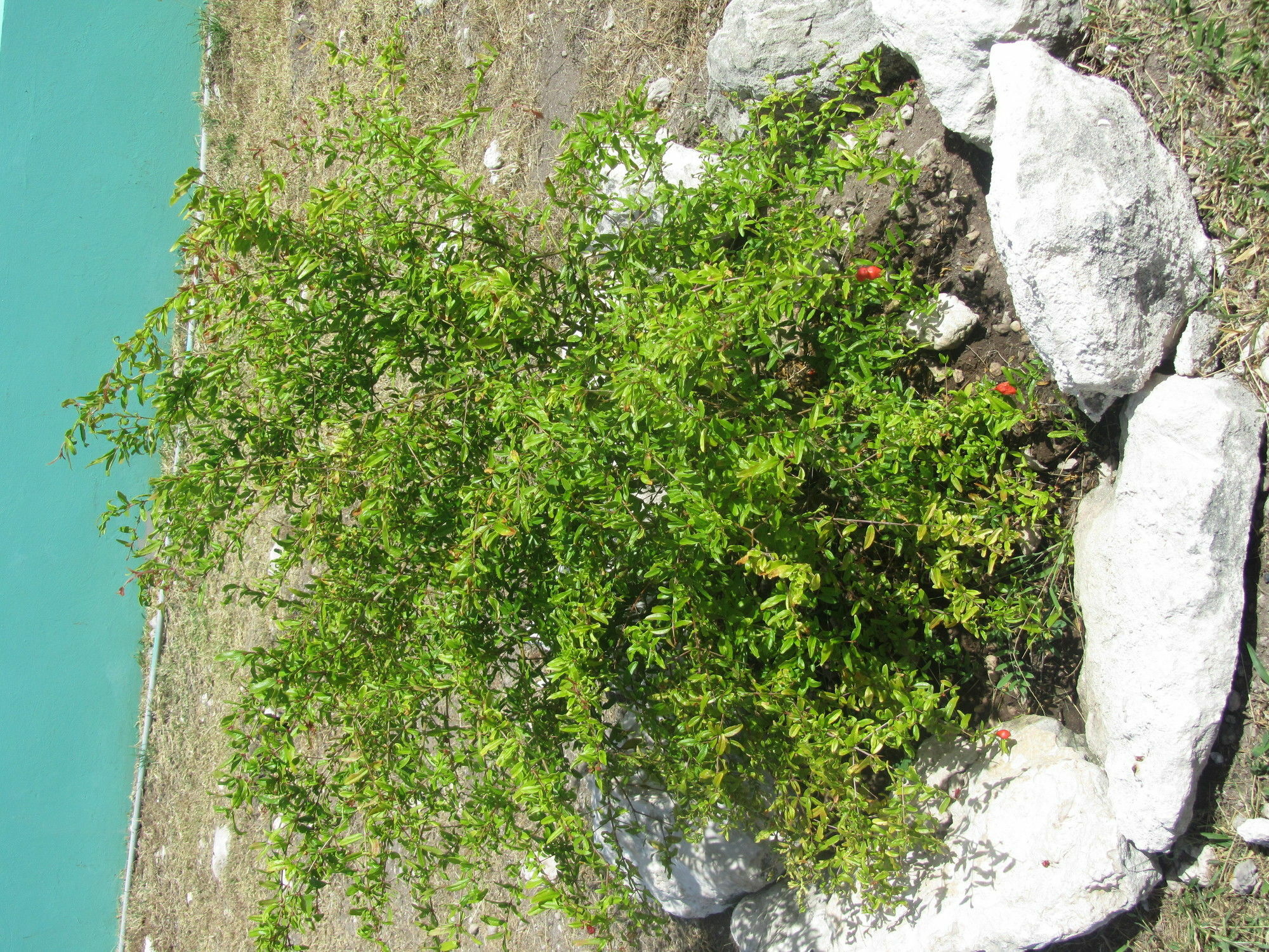 Sea Grape Villas The Settlement Extérieur photo